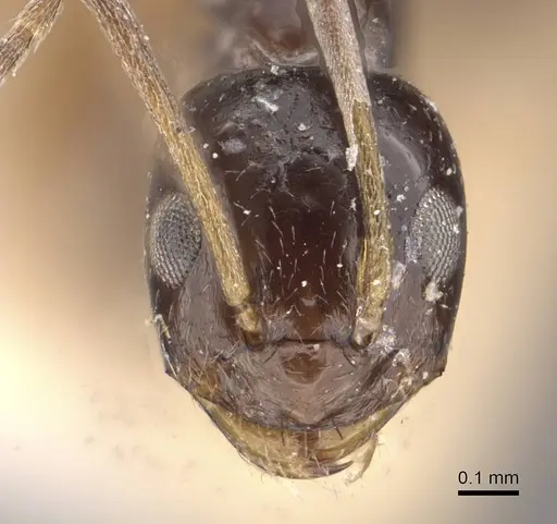 Paraparatrechina nettae specimen