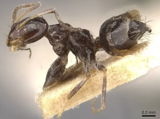 Paraparatrechina nettae specimen