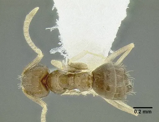 Paraparatrechina oceanica specimen