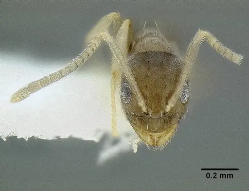 Paraparatrechina oceanica specimen