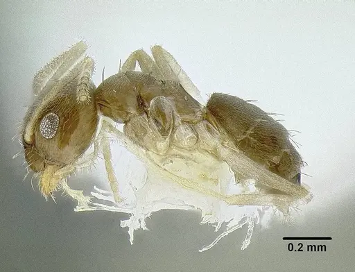 Paraparatrechina oceanica specimen