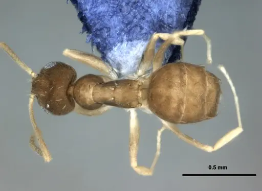 Paraparatrechina oceanica - CASENT0181253