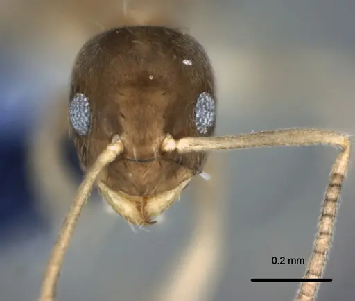 Paraparatrechina oceanica - CASENT0181253