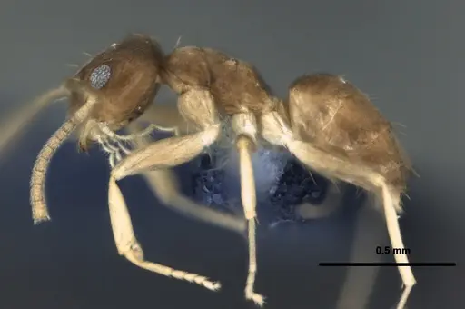 Paraparatrechina oceanica - CASENT0181253