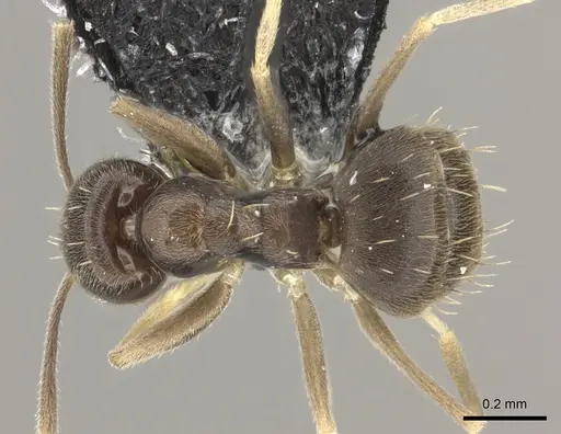 Paraparatrechina oceanica - CASENT0181303