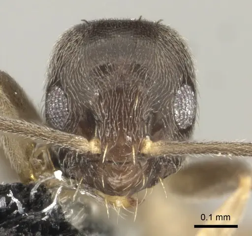 Paraparatrechina oceanica - CASENT0181303