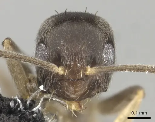 Paraparatrechina oceanica - CASENT0181303