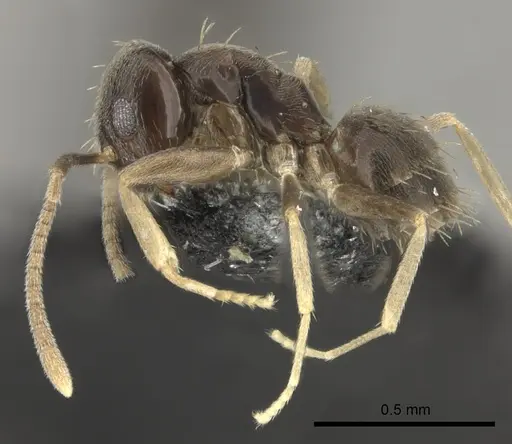 Paraparatrechina oceanica - CASENT0181303