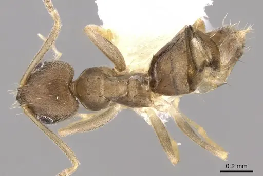 Paraparatrechina oceanica - CASENT0281149