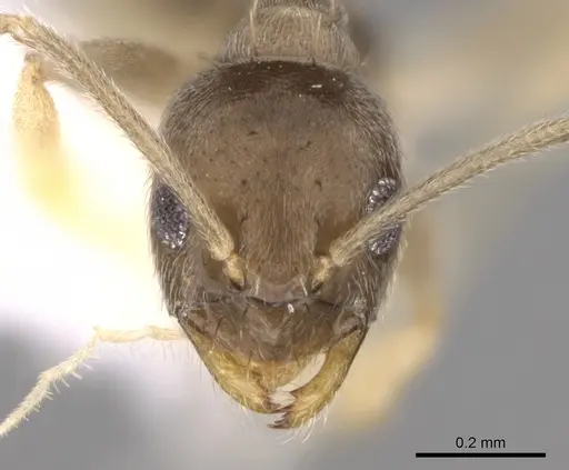 Paraparatrechina oceanica - CASENT0281149