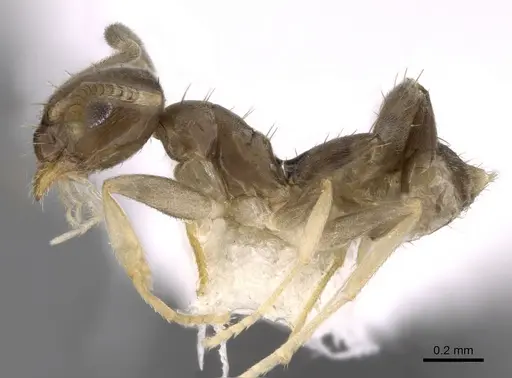 Paraparatrechina oceanica - CASENT0281149