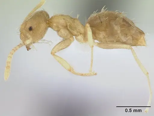 Paraparatrechina ocellatula specimen