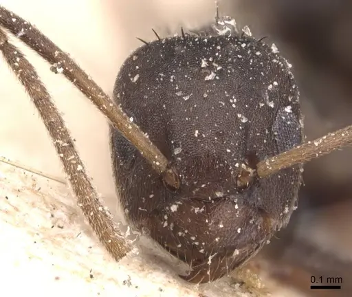 Paraparatrechina opaca specimen