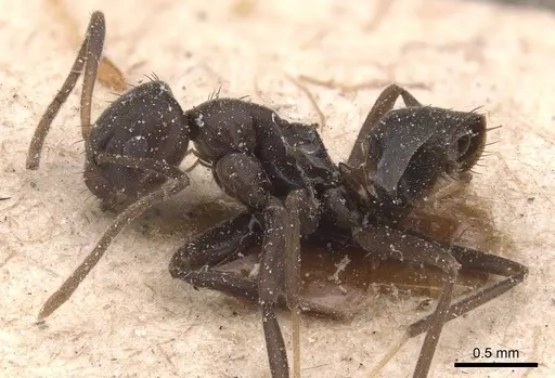 Paraparatrechina opaca specimen