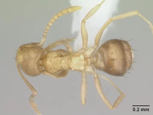 Paraparatrechina oreias specimen