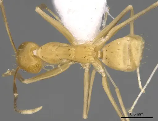 Paraparatrechina pallida specimen