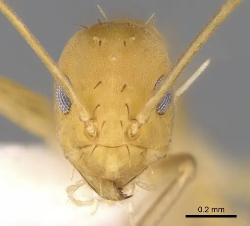 Paraparatrechina pallida specimen