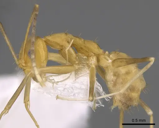 Paraparatrechina pallida specimen