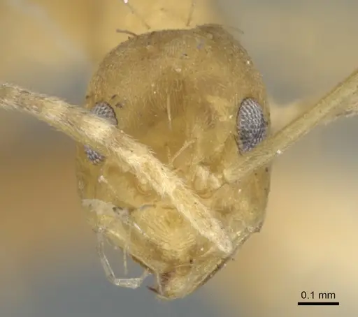 Paraparatrechina pallida - CASENT0903142