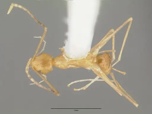 Paraparatrechina pallida - CASTYPE06931