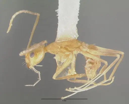 Paraparatrechina pallida - CASTYPE06931