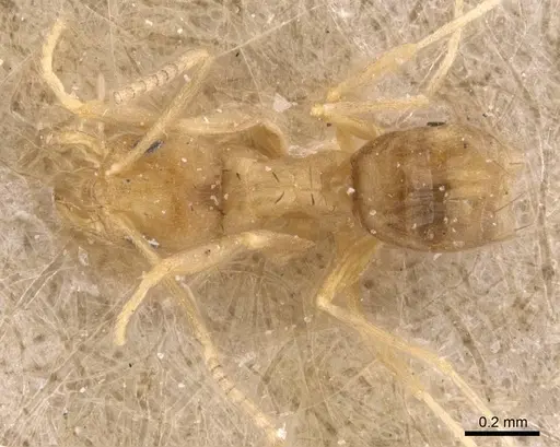 Paraparatrechina pusillima specimen