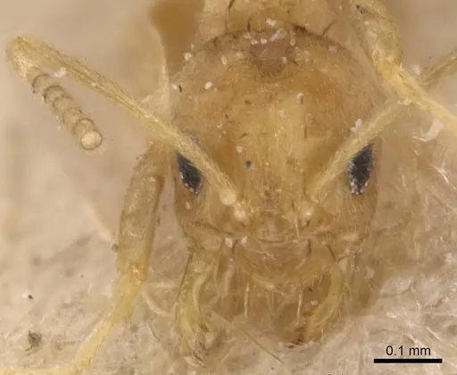 Paraparatrechina pusillima specimen