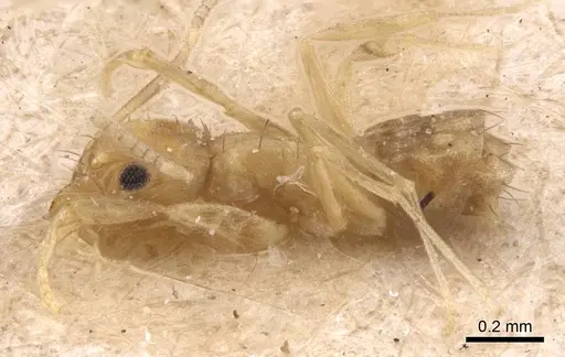 Paraparatrechina pusillima specimen