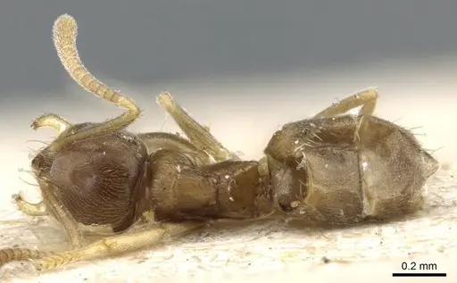 Paraparatrechina sakurae specimen