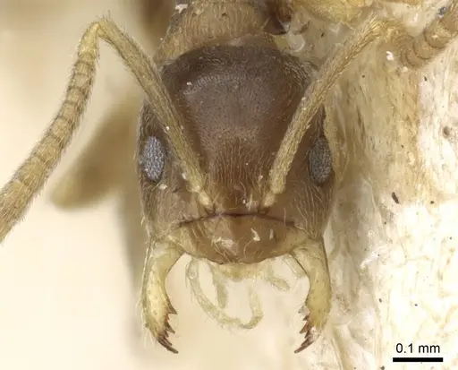 Paraparatrechina sakurae specimen