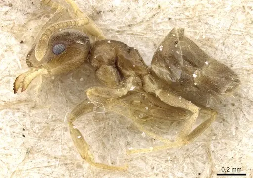 Paraparatrechina sakurae specimen