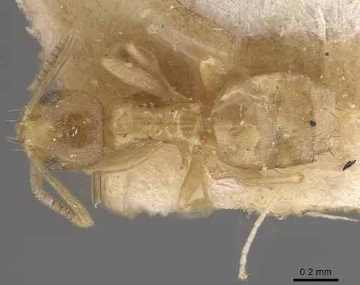 Paraparatrechina sauteri specimen