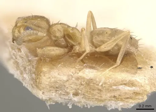 Paraparatrechina sauteri specimen