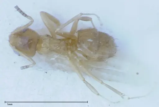 Paraparatrechina sauteri - FOCOL0149