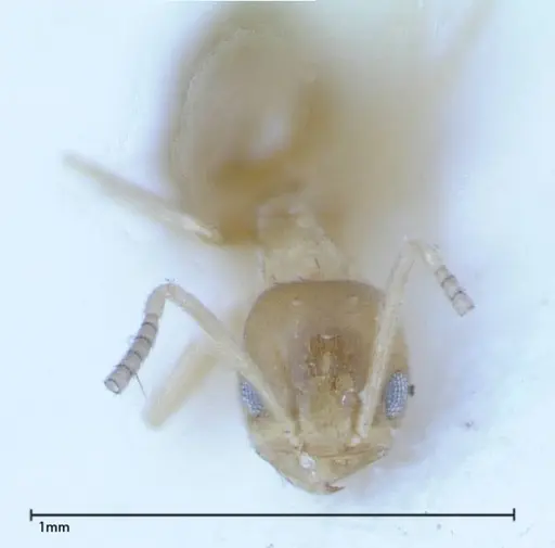 Paraparatrechina sauteri - FOCOL0149