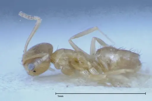 Paraparatrechina sauteri - FOCOL0149