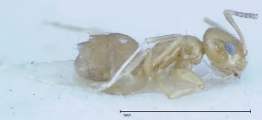 Paraparatrechina sauteri - FOCOL0149