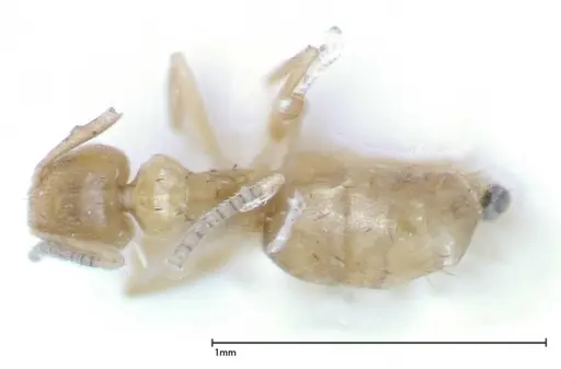 Paraparatrechina sauteri - FOCOL0150