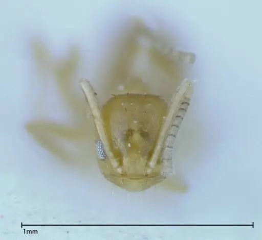 Paraparatrechina sauteri - FOCOL0150