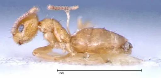 Paraparatrechina sauteri - FOCOL0150