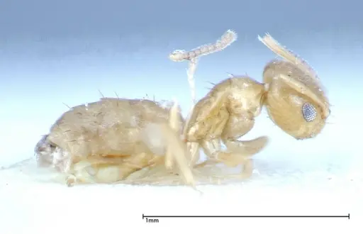 Paraparatrechina sauteri - FOCOL0150