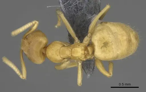 Paraparatrechina sordida specimen