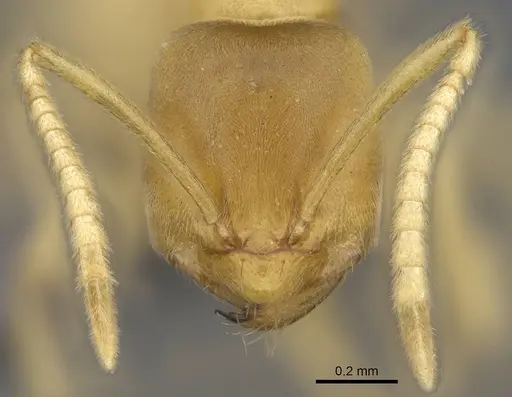 Paraparatrechina sordida specimen