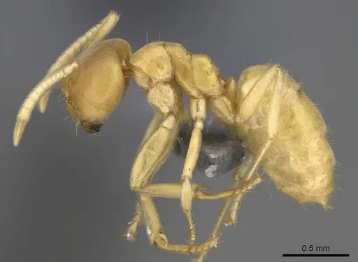 Paraparatrechina sordida specimen