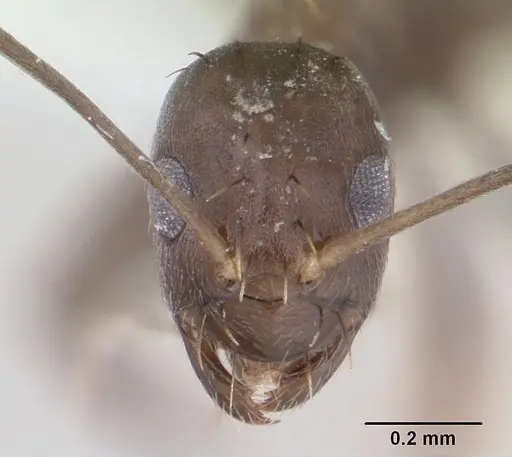 Paraparatrechina splendida specimen