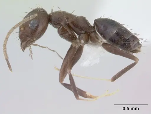 Paraparatrechina splendida specimen