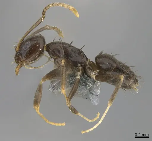 Paraparatrechina splendida - CASENT0362200