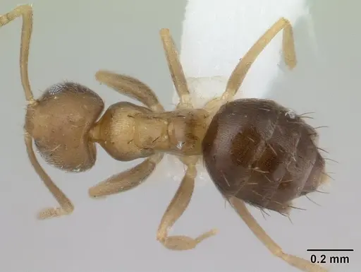 Paraparatrechina umbranatis specimen