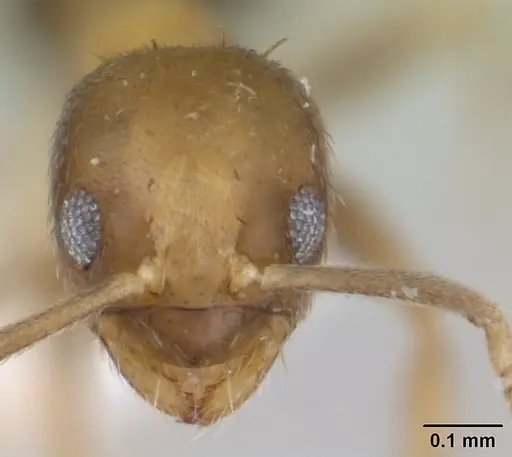 Paraparatrechina umbranatis specimen