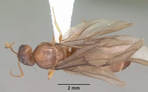 Paraparatrechina weissi specimen